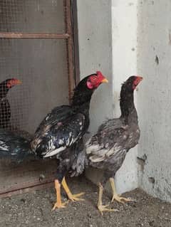 Aseel pair for sale /-