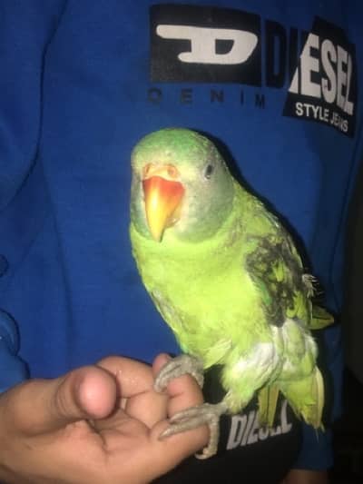 plum heard parrot