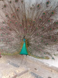 Blue shoulder  peacock