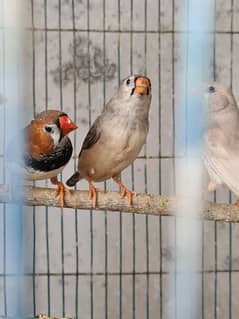 Quality Mutation Finches For SALE