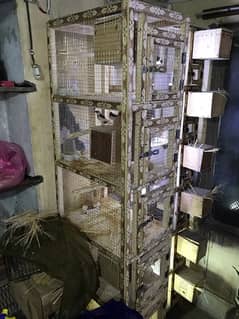birds cage for sale