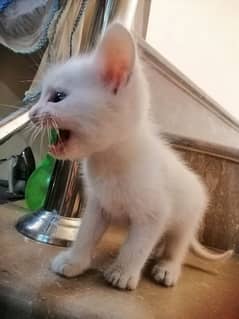 1 month old kitten for sale