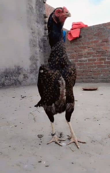 King O Shamo egg and chicks and other aseel Breeder 10