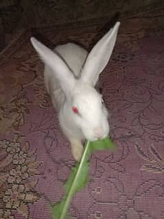 rabbit available