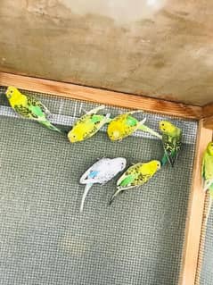 finches & bujri parrots