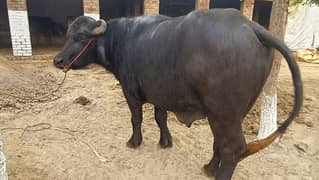 Heavy Jhota qurbani bull