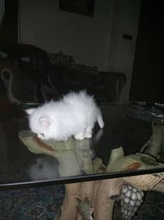 Persian kitten one month age colored eye trained