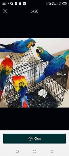 belu golden macaw parrot  available han Whatsapp please 0331/4489/359