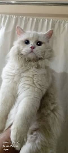 Persian semi punch male cat