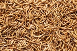 Mealworms (15rs per mealworm)