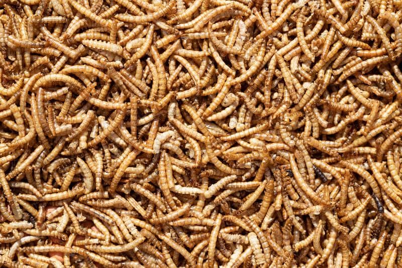 Mealworms (10rs per mealworm) 0