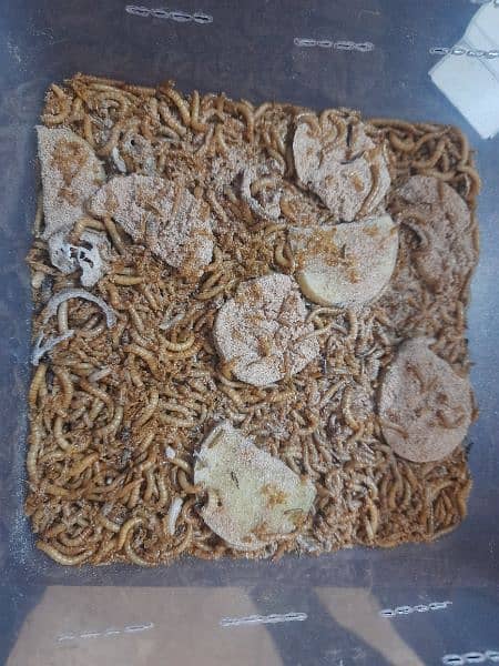 Mealworms (10rs per mealworm) 1