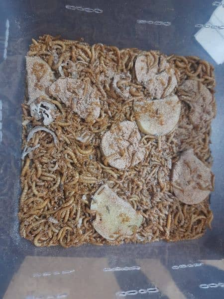 Mealworms (10rs per mealworm) 2