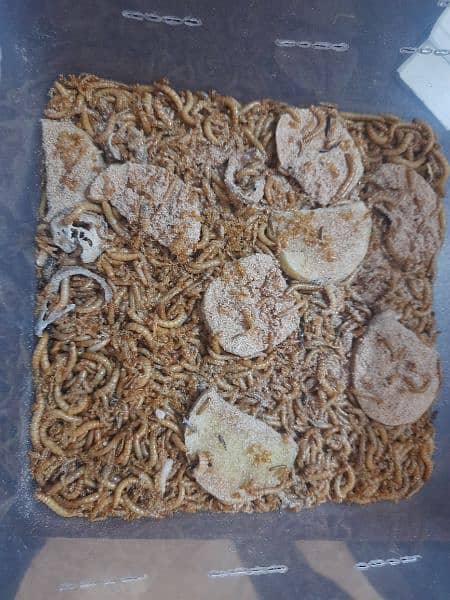 Mealworms (10rs per mealworm) 3