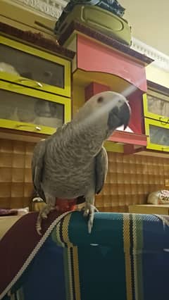 gry parrot 5month age for sell