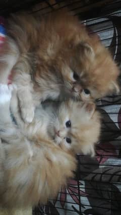 High Quality   persian  pair forsale