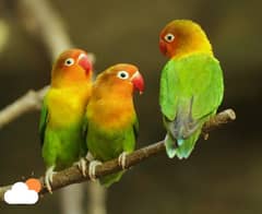 love birds pair