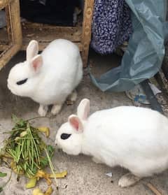 Hotot Rabbit Breeder Pair