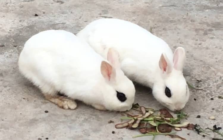 Hotot Rabbit Breeder Pair 2
