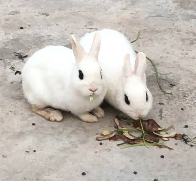 Hotot Rabbit Breeder Pair 3