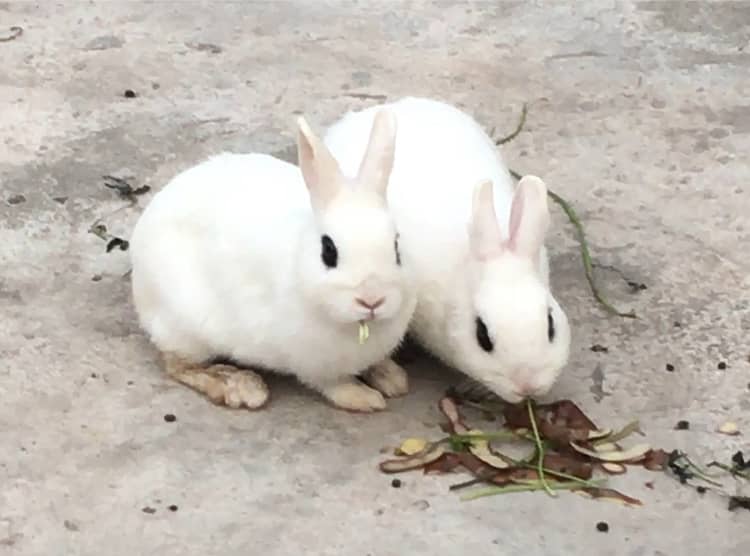 Hotot Rabbit Breeder Pair 4