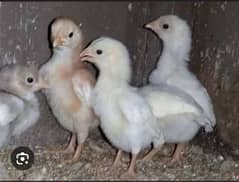 Aseel Chicks & eggs