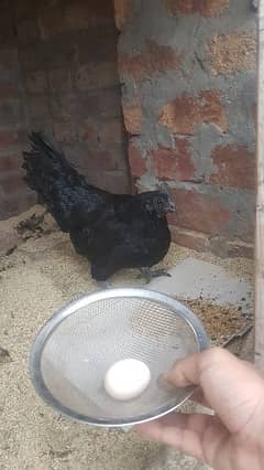 Female Ayam Cemani for sale Grey toung 0