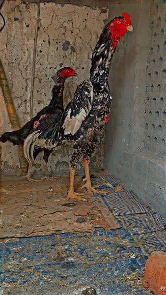 Shammo eggs and chiks Also sale 0