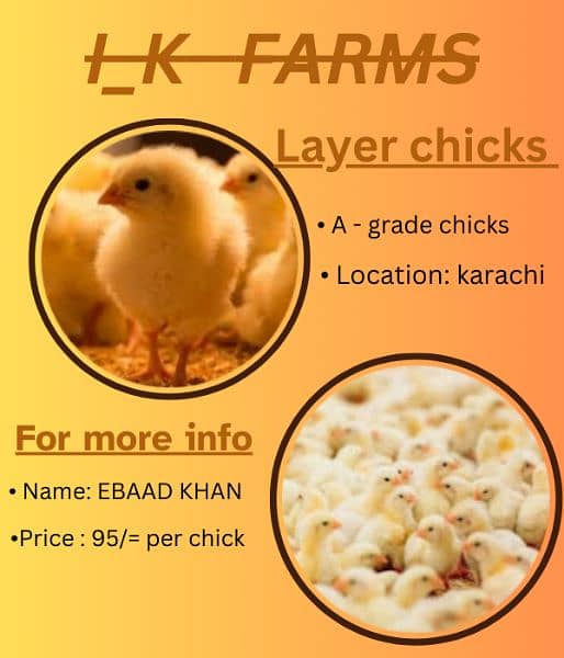 layer chick / layer / chick 3