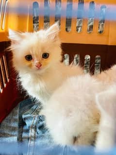 Persian kittens healthy and active