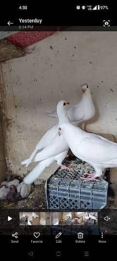 pigen pair for sale newly young pair namely Argha & sharbati qasid