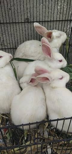 Red eye male and female rabbits for sale