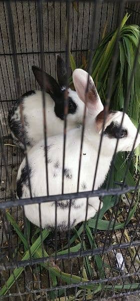 Red eye male and female rabbits for sale 2
