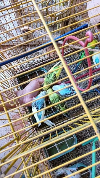 Budgie pairs with new metal and wooden cages, complete setup 7