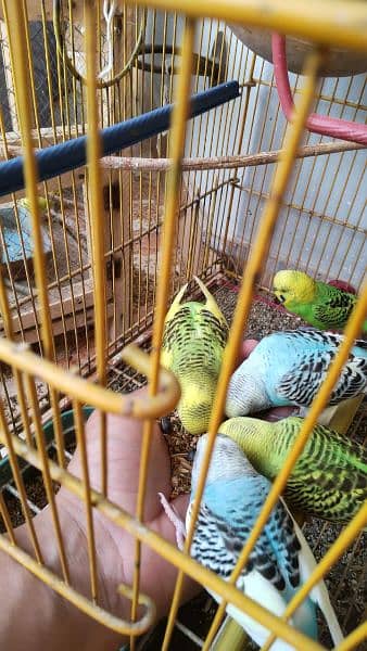 Budgie pairs with new metal and wooden cages, complete setup 8