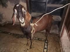 one goat selling good condition