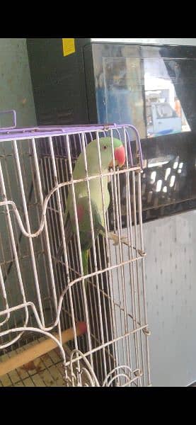 kashmiri Raw parrot for sale 0