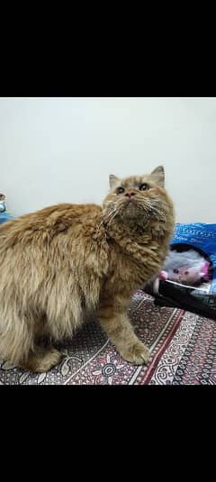 ginger Persian cat