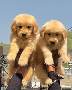 top quality golden retiver puppy show calss family pupy