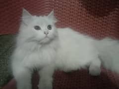 Persian white cat with double coat