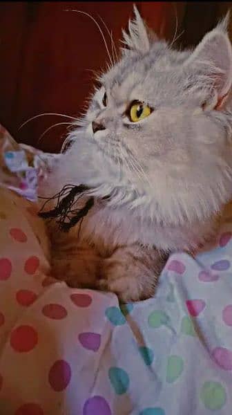 Parsian Cat, pretty, cute, friendly 7