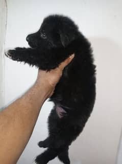 black gsd long nonped female pup for sale healthy pup
