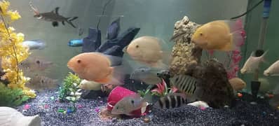 severum and orther south american cichlids for sale 0