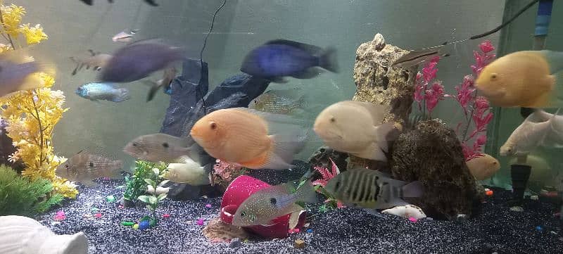 severum and orther south american cichlids for sale 1