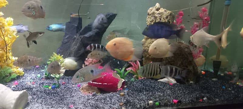 severum and orther south american cichlids for sale 2