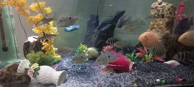 severum and orther south american cichlids for sale 3