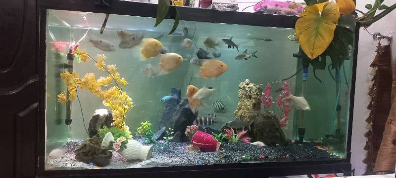 severum and orther south american cichlids for sale 5