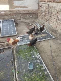 golden misri egg laying hens for sale 0