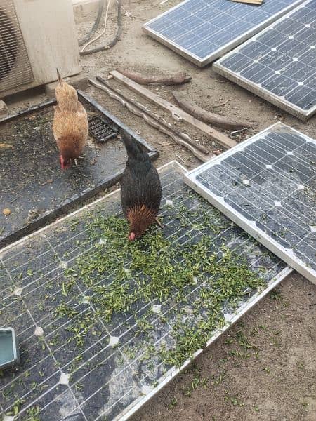 golden misri egg laying hens for sale 2
