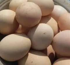 Golden Misri Fertile Egg